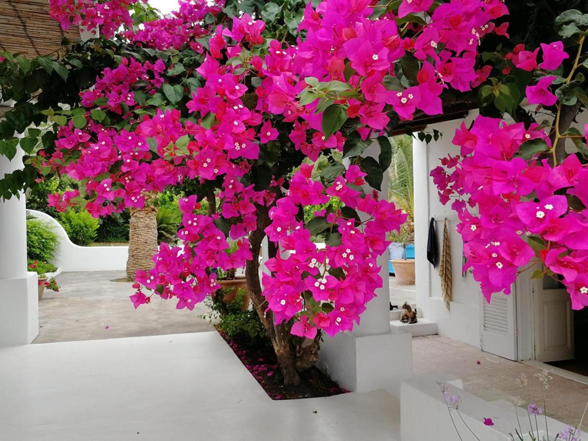 Casa Carlotta Bed & Breakfast Stromboli Exterior foto